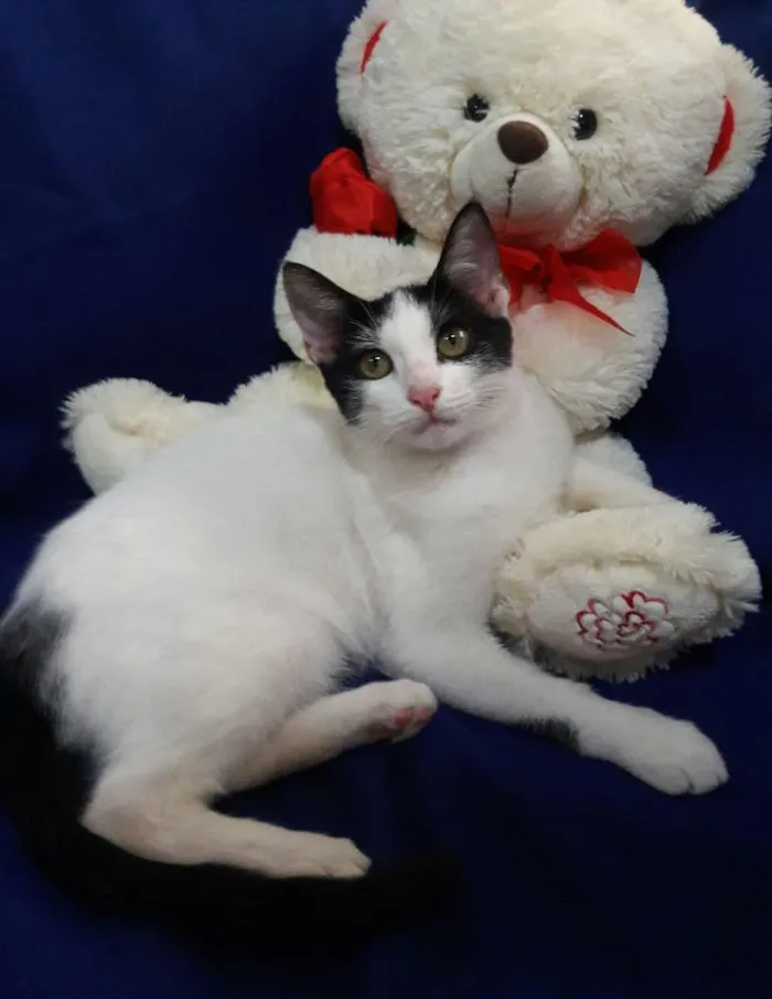 Gato ra a SEM RAÇA DEFINIDA.  idade 2 a 6 meses nome SEM NOME.
