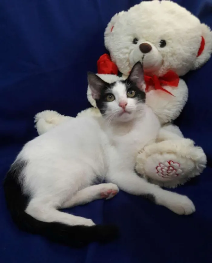 Gato ra a SEM RAÇA DEFINIDA.  idade 2 a 6 meses nome SEM NOME.