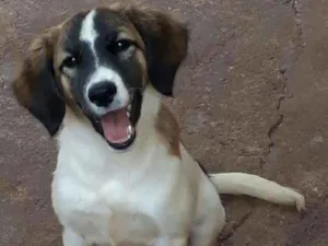 Cachorro raça SRD idade 7 a 11 meses nome Meg