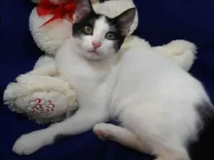 Gato raça SEM RAÇA DEFINIDA.  idade 2 a 6 meses nome SEM NOME.