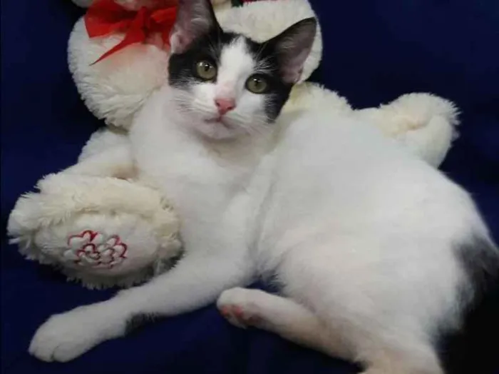 Gato ra a SEM RAÇA DEFINIDA.  idade 2 a 6 meses nome SEM NOME.