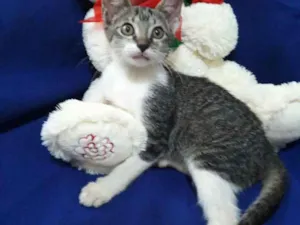 Gato raça SEM RAÇA DEFINIDA.  idade 2 a 6 meses nome SEM NOME.