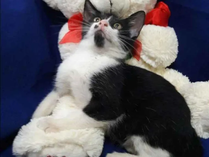 Gato ra a SEM RAÇA DEFINIDA.  idade 2 a 6 meses nome SEM NOME.