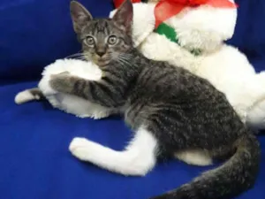 Gato raça SEM RAÇA DEFINIDA.  idade 2 a 6 meses nome SEM NOME.