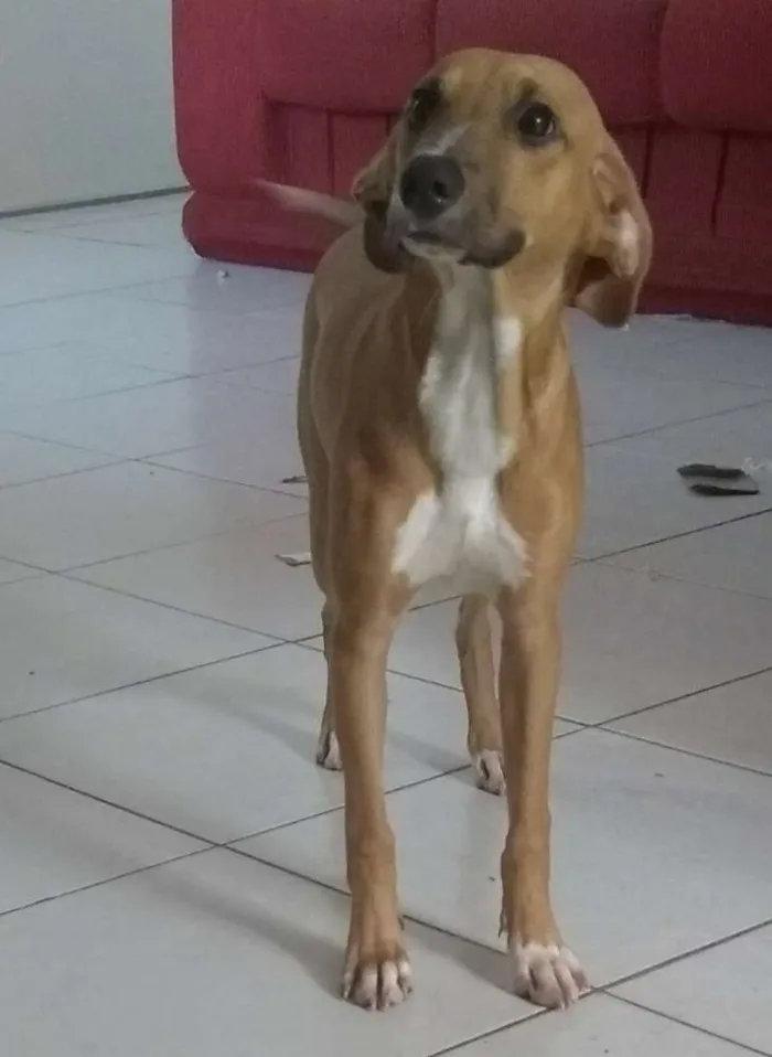 Cachorro ra a  idade 2 a 6 meses nome Rex