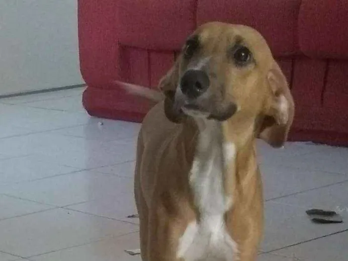 Cachorro ra a  idade 2 a 6 meses nome Rex