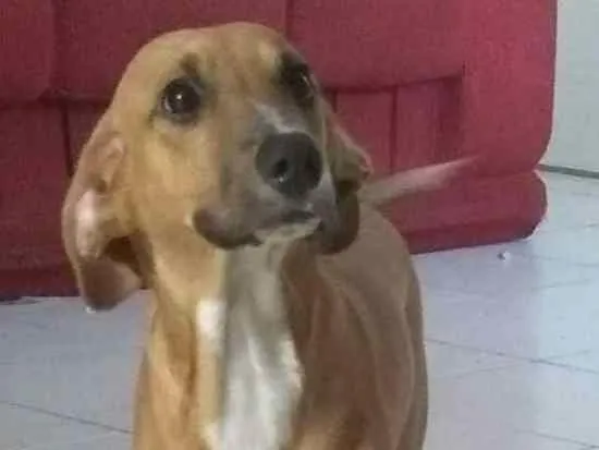 Cachorro ra a  idade 2 a 6 meses nome Rex