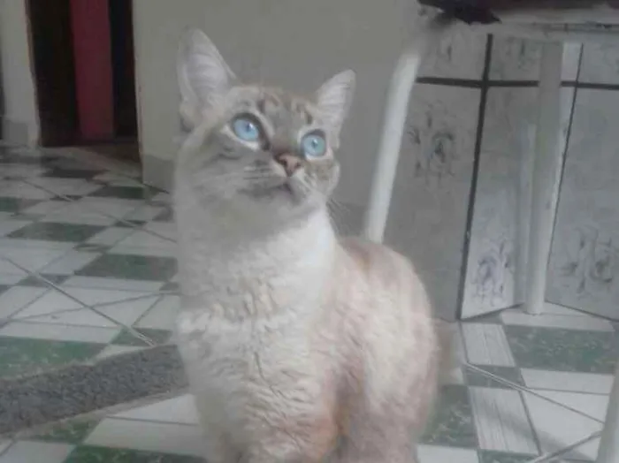 Gato ra a  idade 2 a 6 meses nome Bela 