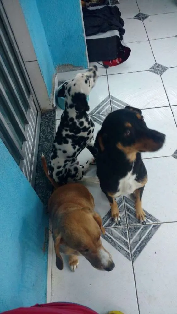 Cachorro ra a Não definida idade 4 anos nome Adonis