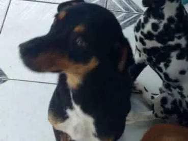 Cachorro ra a Não definida idade 4 anos nome Adonis