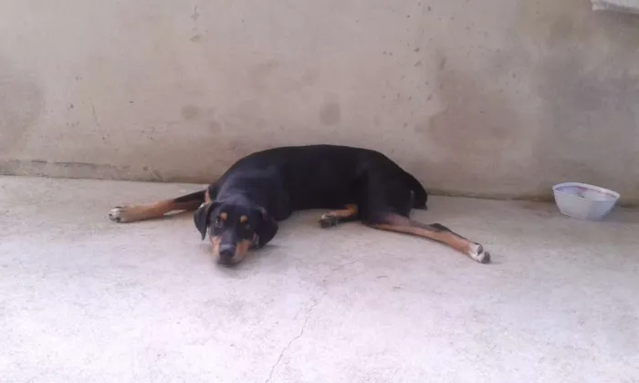 Cachorro ra a Não definida idade 4 anos nome Adonis