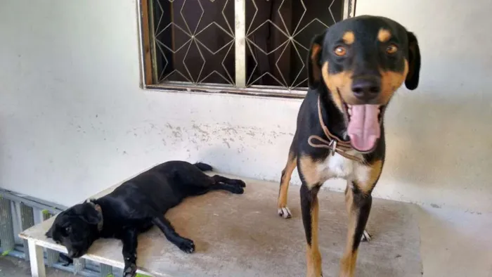 Cachorro ra a Não definida idade 4 anos nome Adonis