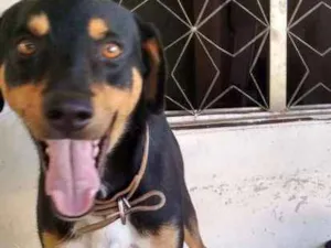 Cachorro raça Não definida idade 4 anos nome Adonis