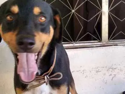 Cachorro ra a Não definida idade 4 anos nome Adonis