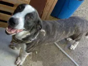 Cachorro raça Mistura idade 2 anos nome Sheik