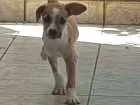 Cachorro raça Srd idade 2 a 6 meses nome Tico