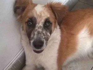 Cachorro raça Vira lata idade 7 a 11 meses nome Enzo