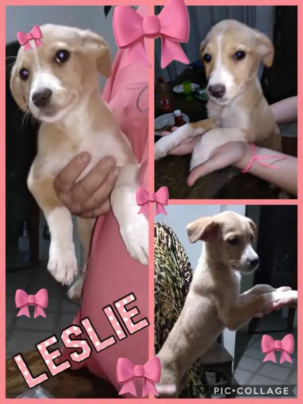 Cachorro ra a srd idade 2 a 6 meses nome LESLIE