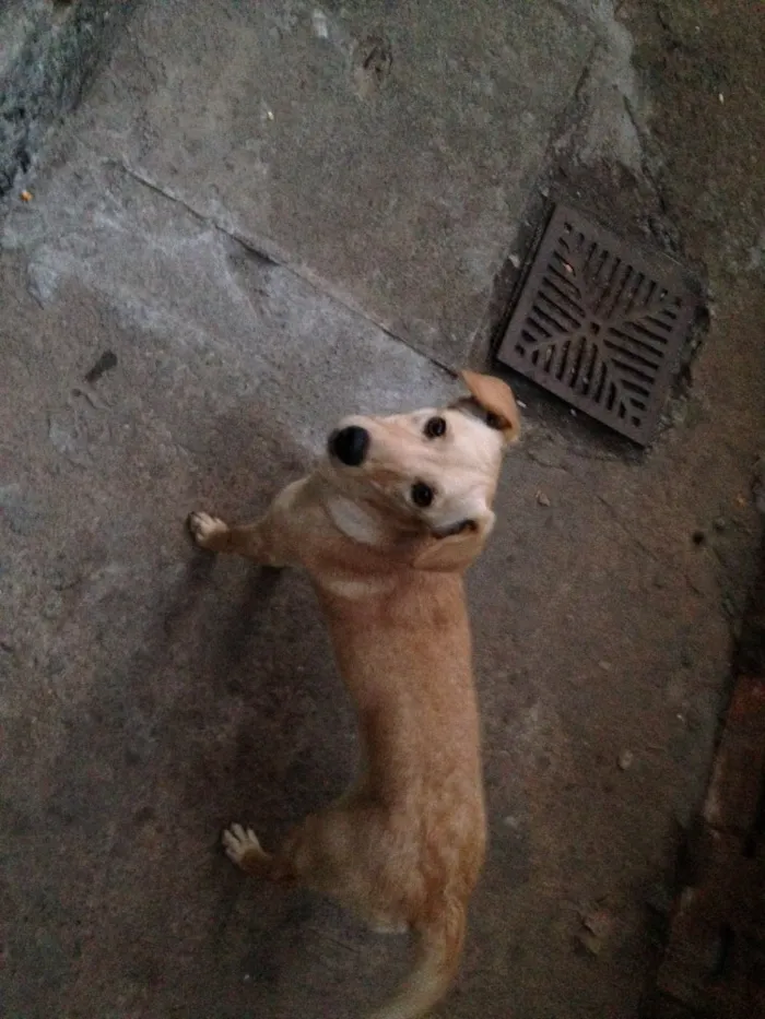 Cachorro raça Vira-lata idade 2 a 6 meses nome Nina