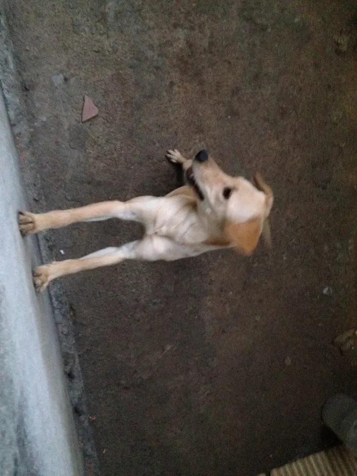 Cachorro raça Vira-lata idade 2 a 6 meses nome Nina