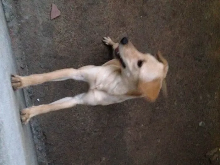Cachorro raça Vira-lata idade 2 a 6 meses nome Nina