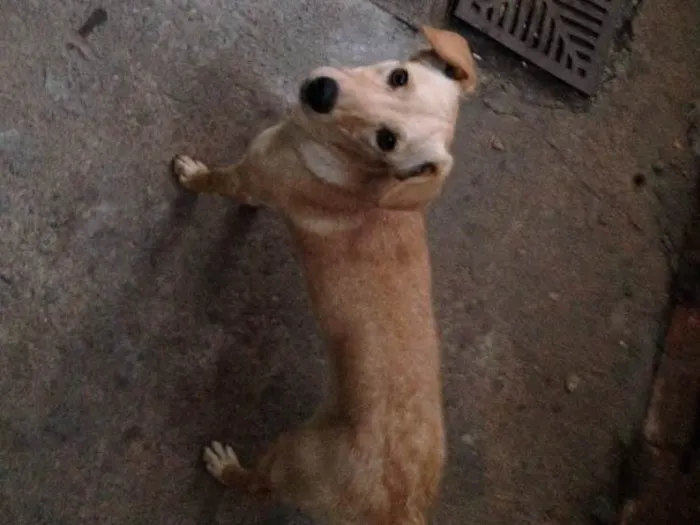 Cachorro raça Vira-lata idade 2 a 6 meses nome Nina