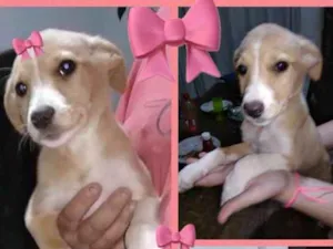 Cachorro raça srd idade 2 a 6 meses nome LESLIE