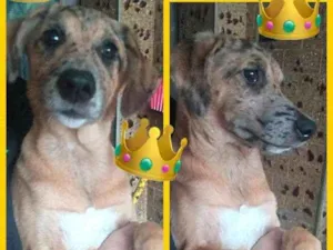 Cachorro raça srd idade 1 ano nome PRINCESA