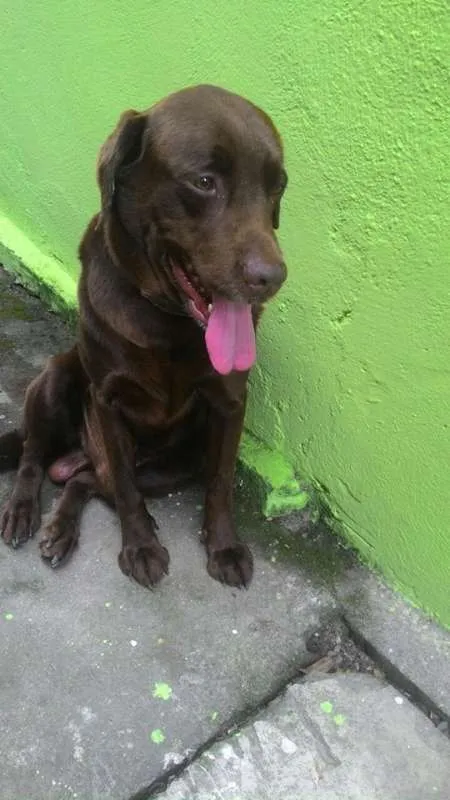 Cachorro ra a Labrador idade 3 anos nome Marrom