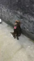 Marrom