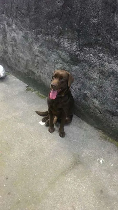 Cachorro ra a Labrador idade 3 anos nome Marrom