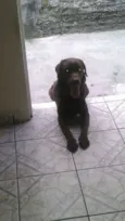 Marrom