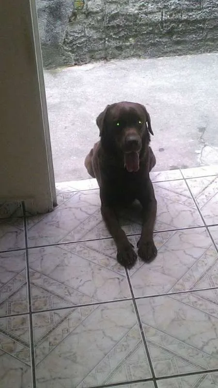 Cachorro ra a Labrador idade 3 anos nome Marrom
