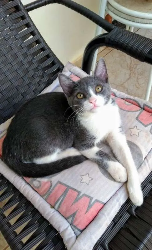 Gato ra a GATOS idade 2 a 6 meses nome SEM NOMES