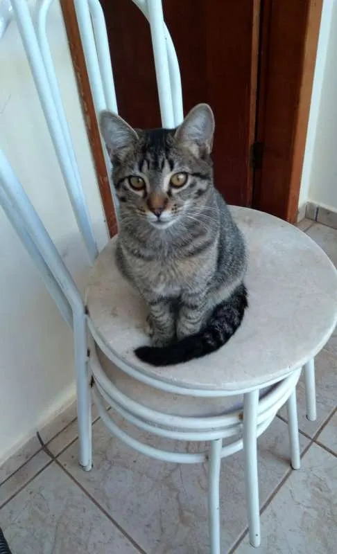 Gato ra a GATOS idade 2 a 6 meses nome SEM NOMES