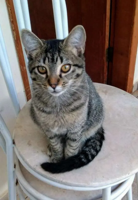 Gato ra a GATOS idade 2 a 6 meses nome SEM NOMES