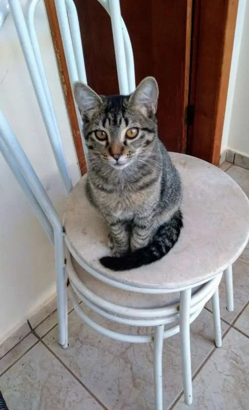 Gato ra a GATOS idade 2 a 6 meses nome SEM NOMES