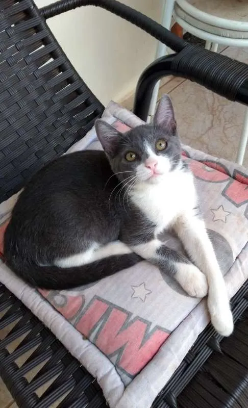Gato ra a GATOS idade 2 a 6 meses nome SEM NOMES