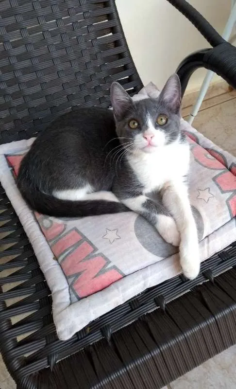 Gato ra a GATOS idade 2 a 6 meses nome SEM NOMES