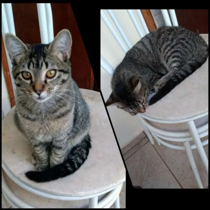 Gato ra a GATOS idade 2 a 6 meses nome SEM NOMES