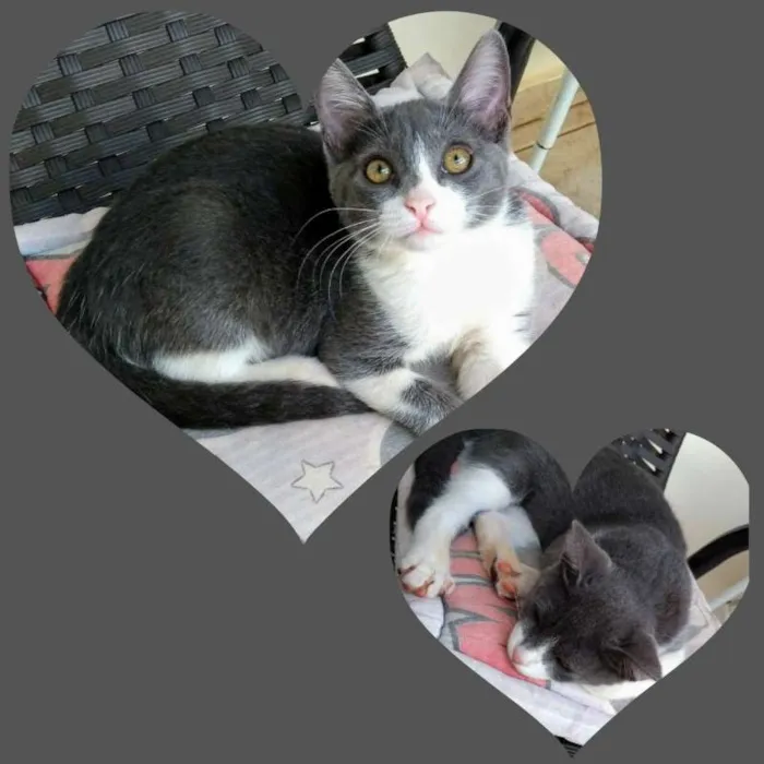 Gato ra a GATOS idade 2 a 6 meses nome SEM NOMES