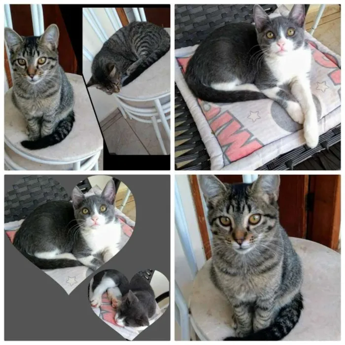 Gato ra a GATOS idade 2 a 6 meses nome SEM NOMES