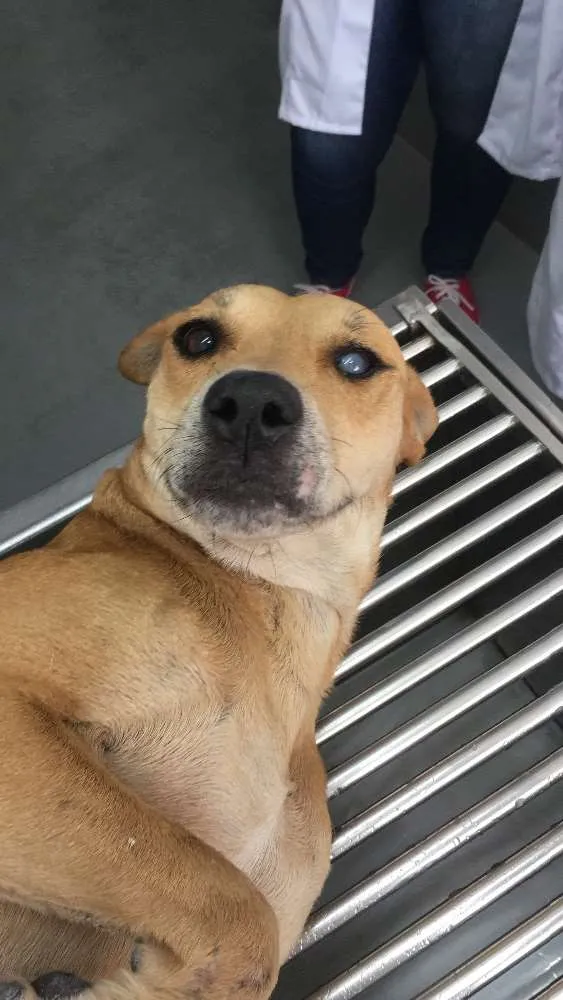 Cachorro ra a SRD idade 4 anos nome Maria Flor