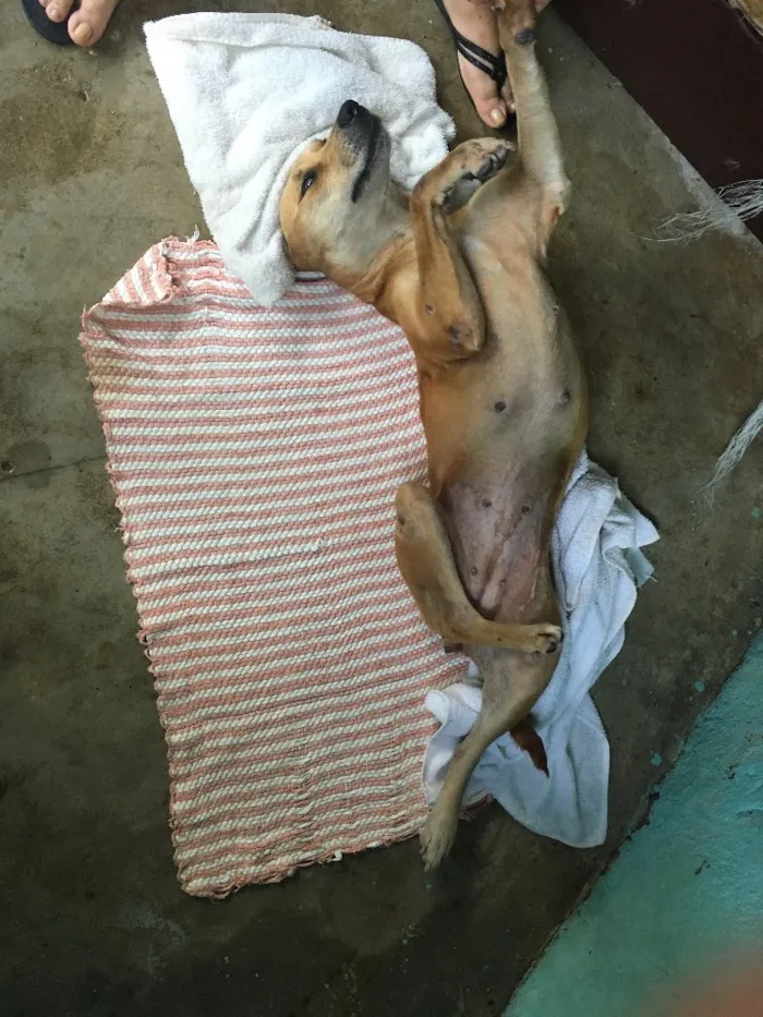 Cachorro ra a SRD idade 4 anos nome Maria Flor