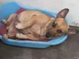 Amarelinho
