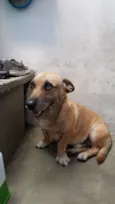 Amarelinho