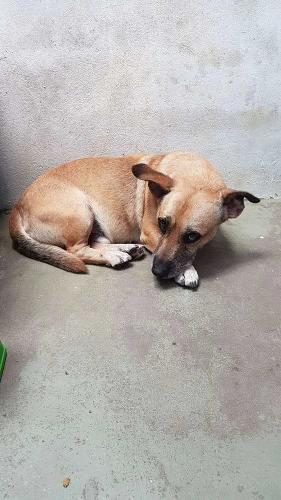 Cachorro ra a Vira lata idade 5 anos nome Amarelinho