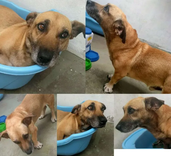 Cachorro ra a Vira lata idade 5 anos nome Amarelinho