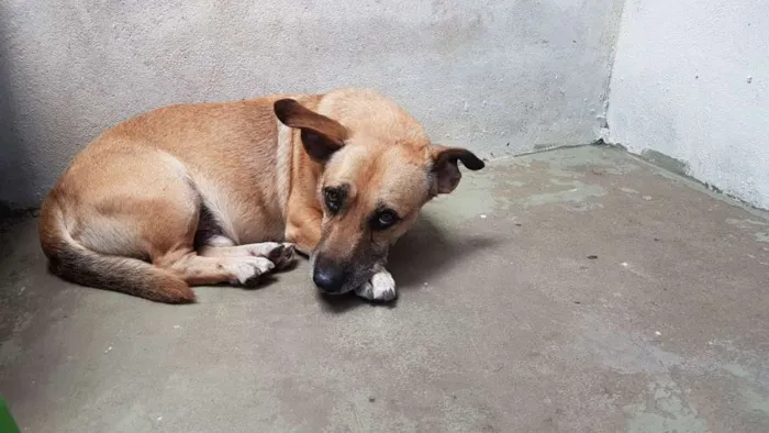 Cachorro ra a Vira lata idade 5 anos nome Amarelinho
