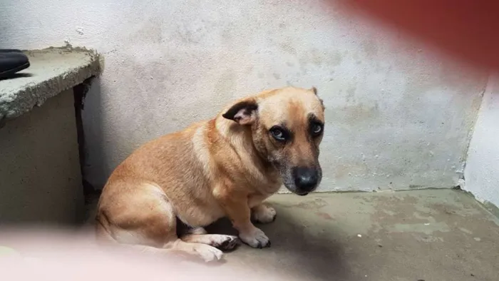 Cachorro ra a Vira lata idade 5 anos nome Amarelinho